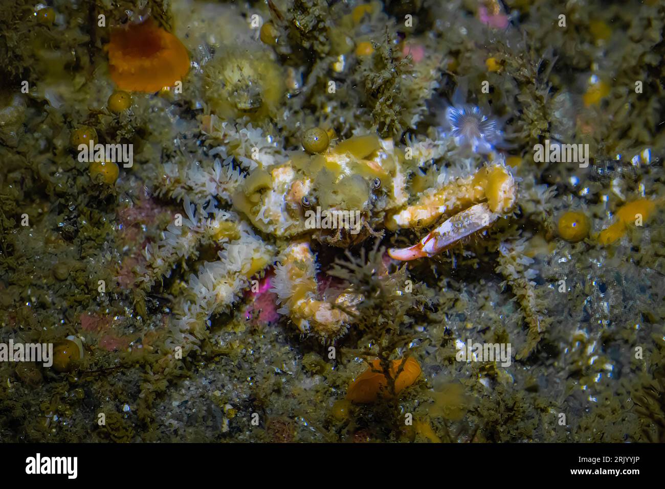 Graceful Decorator Crab at Point of Arches, Olympic National Park, Washington State, USA Stock Photo