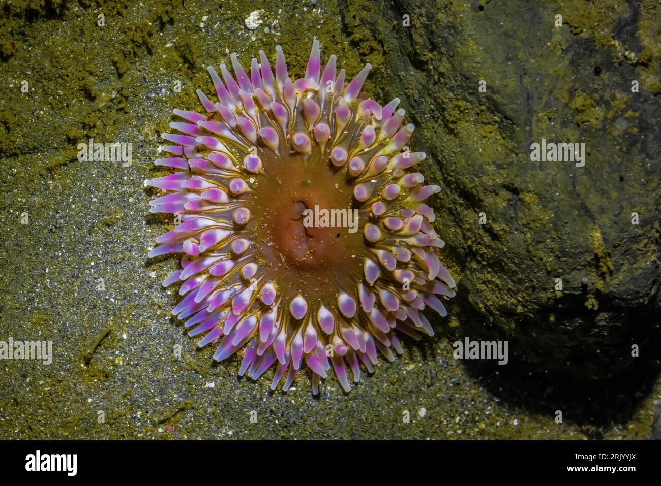 Pacific Stubby Rose Anemone, Urticina clandestina, at Point of Arches, Olympic National Park, Washington State, USA Stock Photo