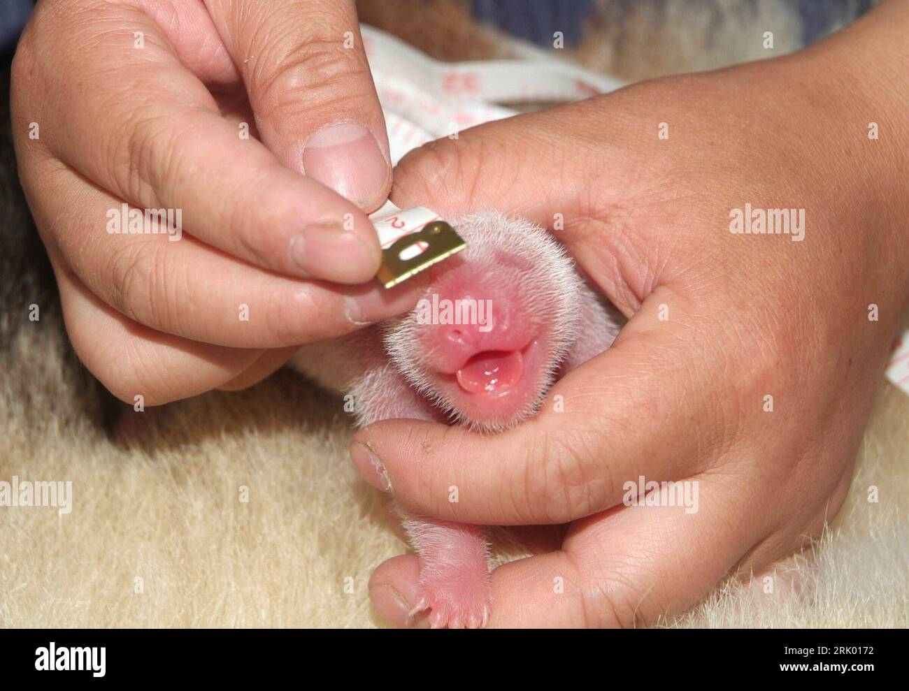 Bildnummer: 52607503  Datum: 07.07.2008  Copyright: imago/Xinhua Messung des Wachstums eines Baby-Pandas in der Aufzuchtstation des Giant Panda Protection and Research Center in Yaan - China - PUBLICATIONxNOTxINxCHN, Körperteile , Tiere; premiumd, 2008, Ya an, China, Zentimetermaß, Jungtier, Neugeborenes, Hand; , quer, Kbdig, Einzelbild,  ,  , Asien    Bildnummer 52607503 Date 07 07 2008 Copyright Imago XINHUA Measurement the Growth a Baby Pandas in the Rearing station the Giant Panda Protection and Research Center in Yaan China PUBLICATIONxNOTxINxCHN Body parts Animals premiumd 2008 Ya to Chi Stock Photo