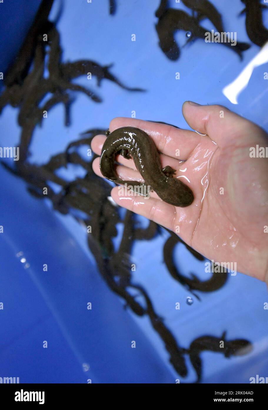 Bildnummer: 52627509  Datum: 05.07.2008  Copyright: imago/Xinhua Hand hält jungen Chinesischen Riesensalamander (Andrias davidianus) - Aufzucht in der Jiujia Aquakultur Farm in Yinxiu Yao, Autonome Region Guangxi Zhuang - China  PUBLICATIONxNOTxINxCHN , Körperteile , Tiere; 2008, Suzhou , China ,  Salamander; , hoch, Kbdig, Einzelbild,  ,  , Asien    Bildnummer 52627509 Date 05 07 2008 Copyright Imago XINHUA Hand holds Boys Chinese Japanese giant salamander  davidianus Rearing in the  Aquaculture Farm in Yinxiu Yao Autonomous Region Guangxi Zhuang China PUBLICATIONxNOTxINxCHN Body parts Animal Stock Photo