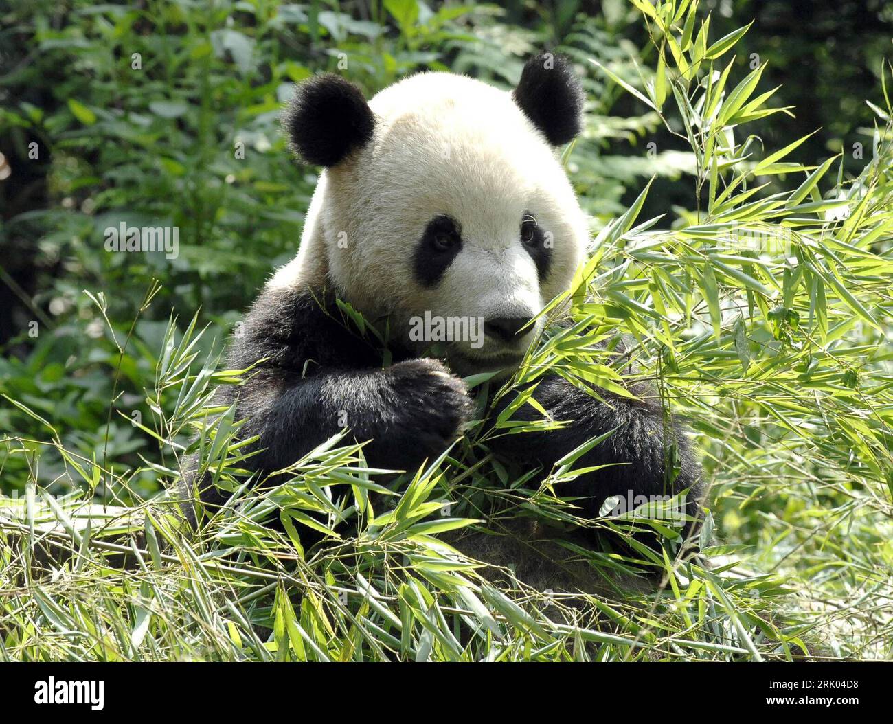 Bildnummer: 52627521 Datum: 08.07.2008 Copyright: imago/Xinhua Groer Panda  (Ailuropoda melanoleuca) Tuantuan isst Bambus in der Pandazuchtstation in  Yaan, Provinz Sichuan - China PUBLICATIONxNOTxINxCHN , Tiere; 2008, Ya an,  China , Panda, Pandas,
