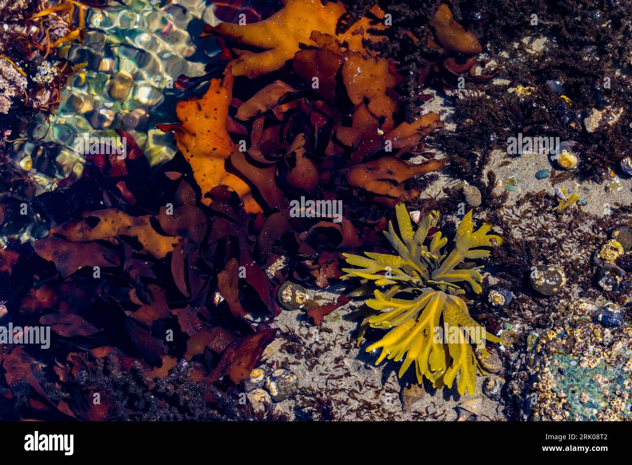 Colorful seaweed in the tide pools of Point of Arches, Olympic National Park, Washington State, USA Stock Photo