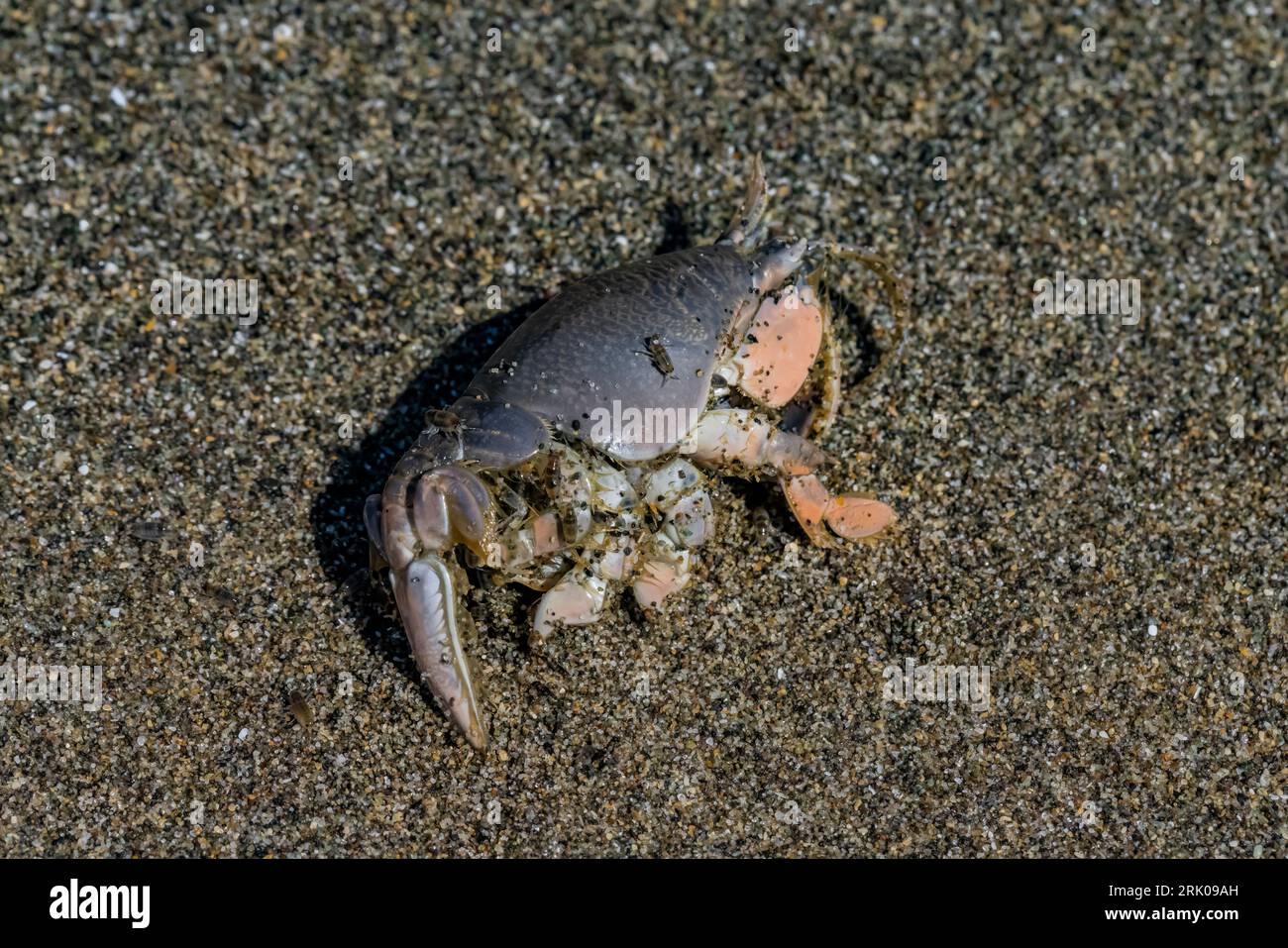 Pacific Sand Crab, Emerita analoga, molted or dead on Shi Shi Beach, Olympic National Park, Washington State, USA Stock Photo