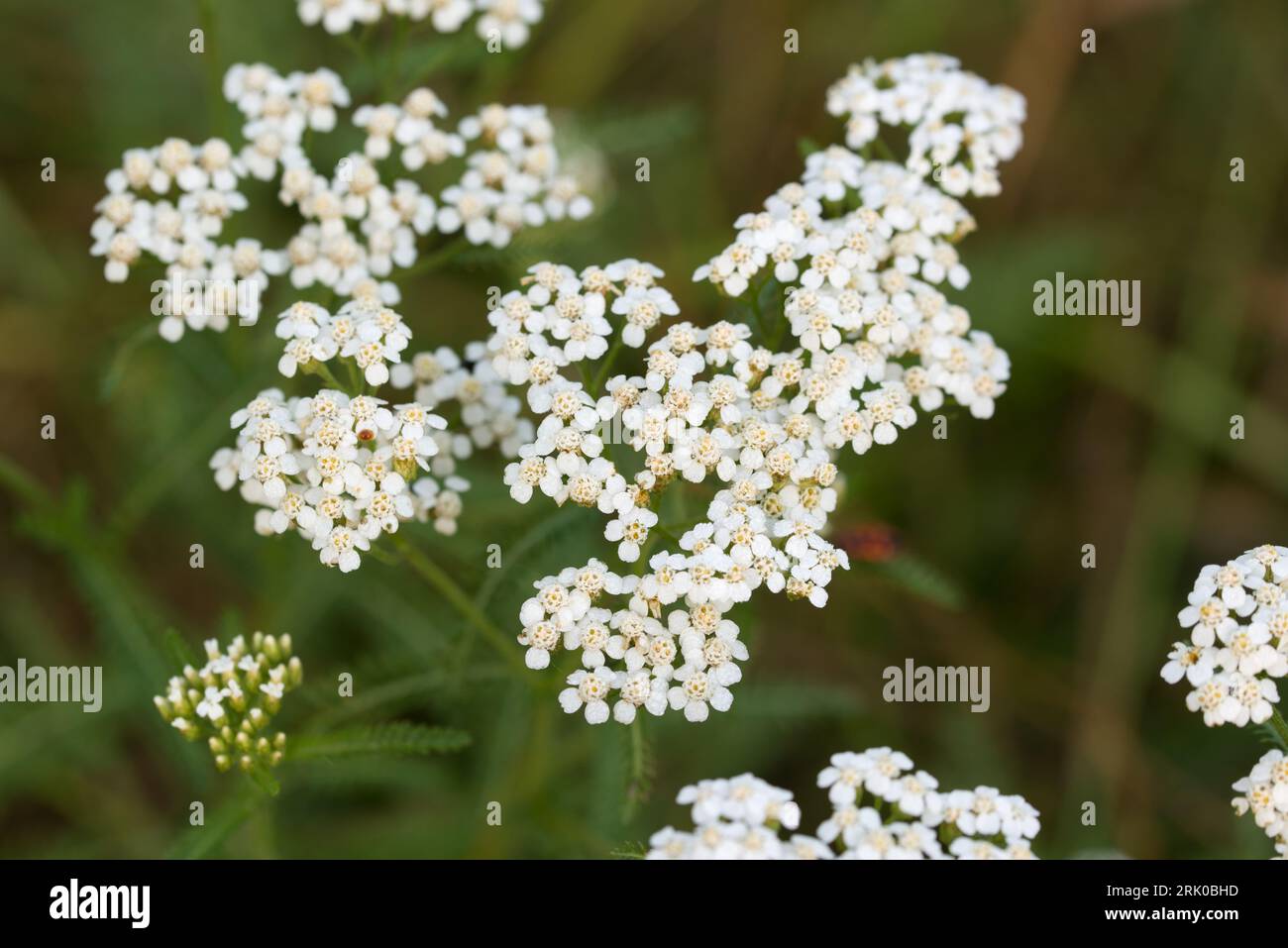 Achillea millefolium, common yarrow white flowers closeup selective focus Stock Photo