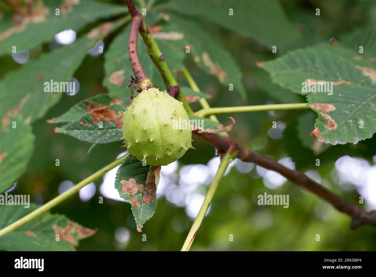 Aesculus hippocastanum, horse chestnut green spiky fruit closeup selective focus Stock Photo