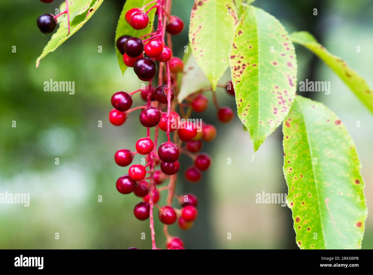 Prunus serotina, wild black cherry unripe berries closeup selective focus Stock Photo