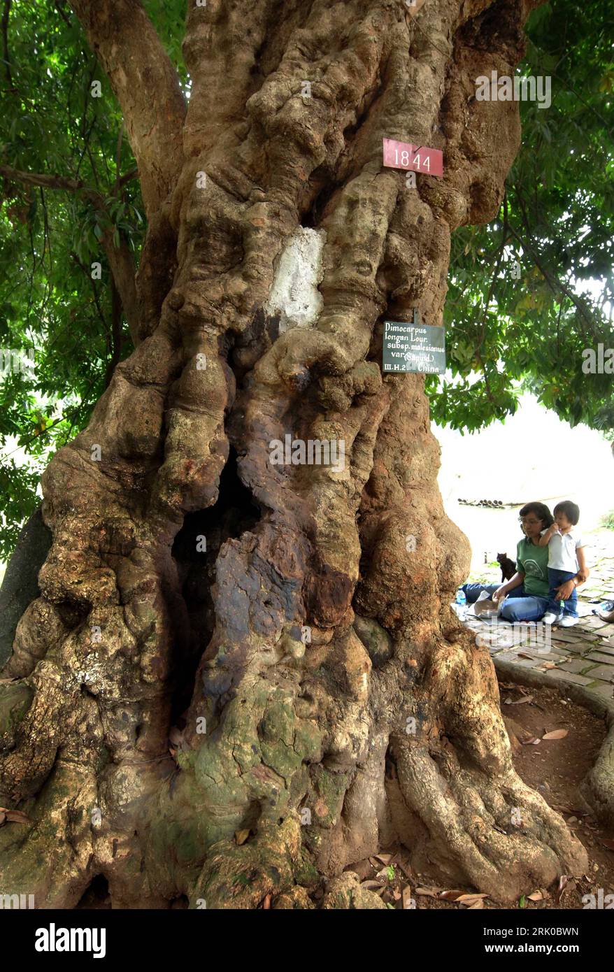Botanischer garten bogor indonesien hires stock photography and images