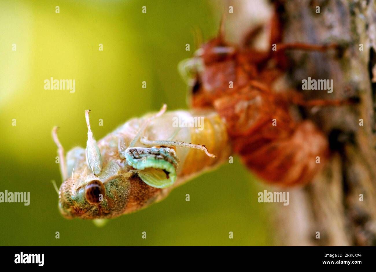 Kokon hi-res stock photography and images - Page 2 - Alamy, image size:1300x941