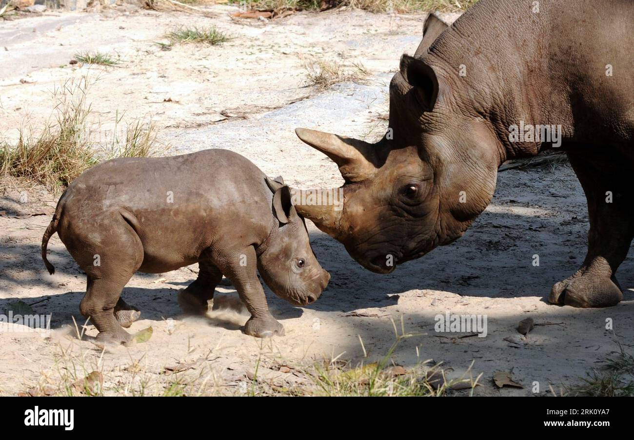 Rhino offspring hi-res stock photography and images - Alamy