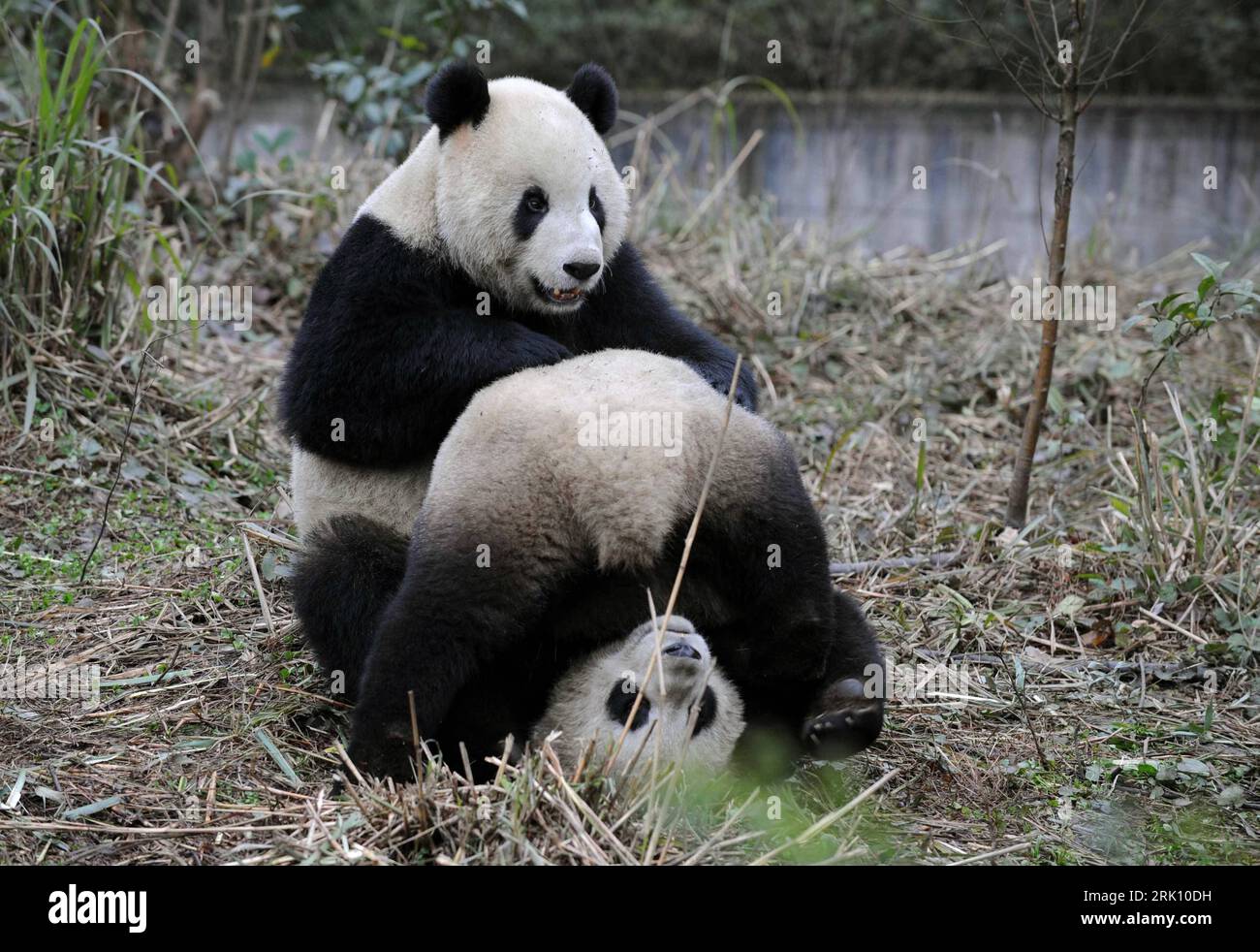 Bildnummer: 52823179  Datum: 22.12.2008  Copyright: imago/Xinhua Riesenpandas Tuan Tuan (li.) und Yuan Yuan spielen in ihrem Gehege in Yaan in der Provinz Sichuan - China PUBLICATIONxNOTxINxCHN, Tiere; 2006, China, Ya an, Panda, Zucht, Riesenpanda; , quer, Kbdig, Gruppenbild,  ,  , Asien    Bildnummer 52823179 Date 22 12 2008 Copyright Imago XINHUA Riesenpandas Tuan Tuan left and Yuan Yuan Play in her Enclosure in Yaan in the Province Sichuan China PUBLICATIONxNOTxINxCHN Animals 2006 China Ya to Panda Breeding Giant Panda horizontal Kbdig Group photo Asia Stock Photo