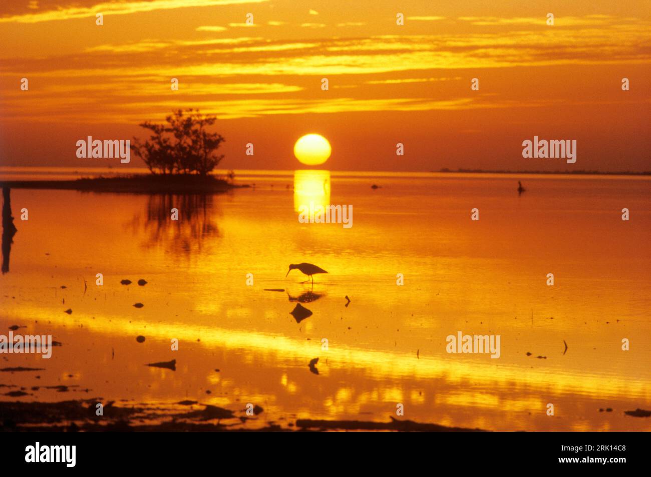 Wading bird at sunrise,  Everglades National Park, Florida, USA. Stock Photo