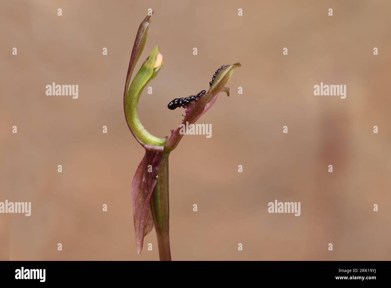 Australian Common Ant Orchid with brown rock background Stock Photo
