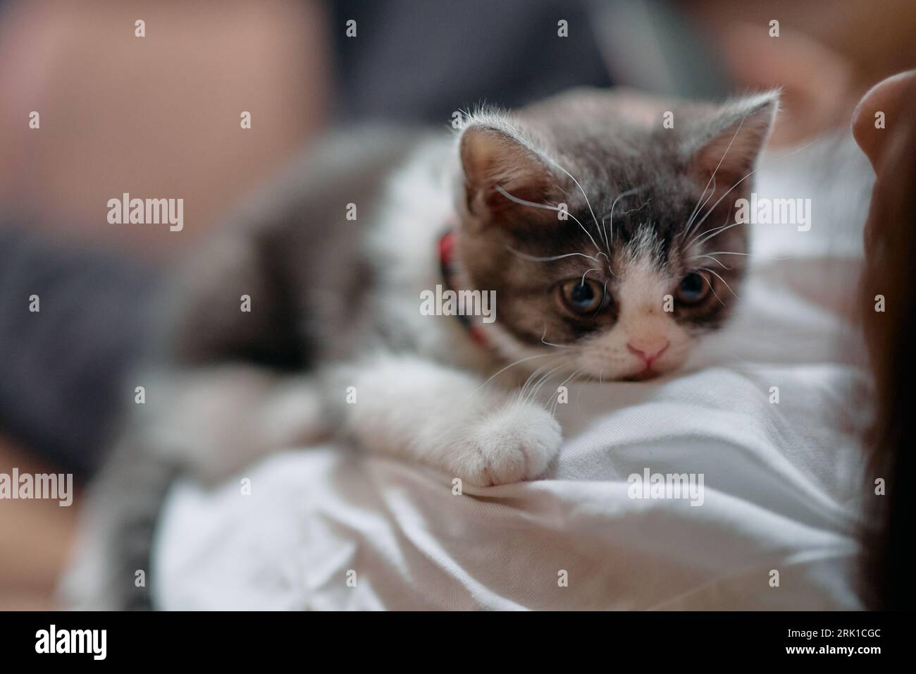 Owner Addoring Cat Cat and Owner Stock Photo - Alamy