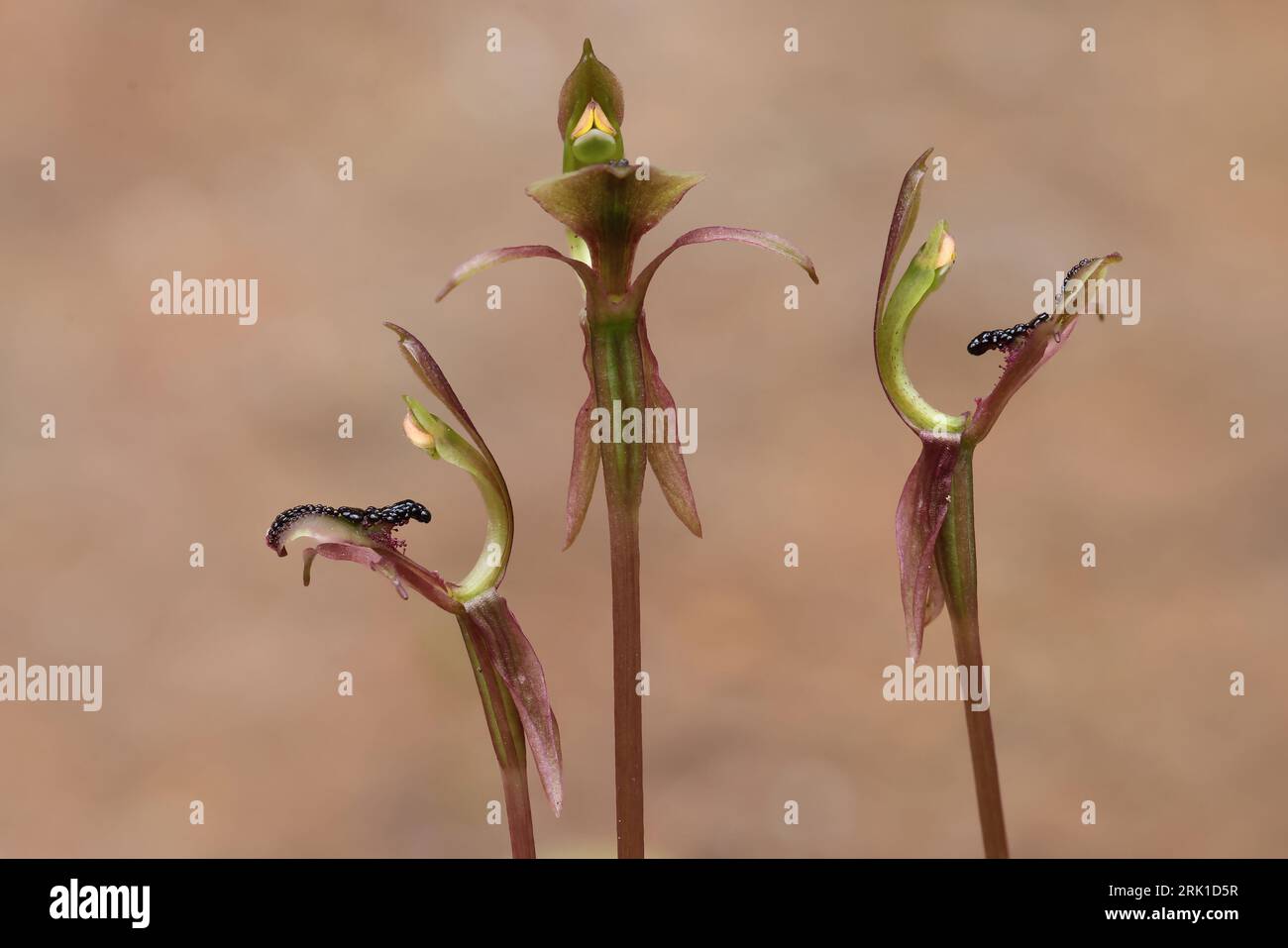 Australian Common Ant Orchids growing in group Stock Photo