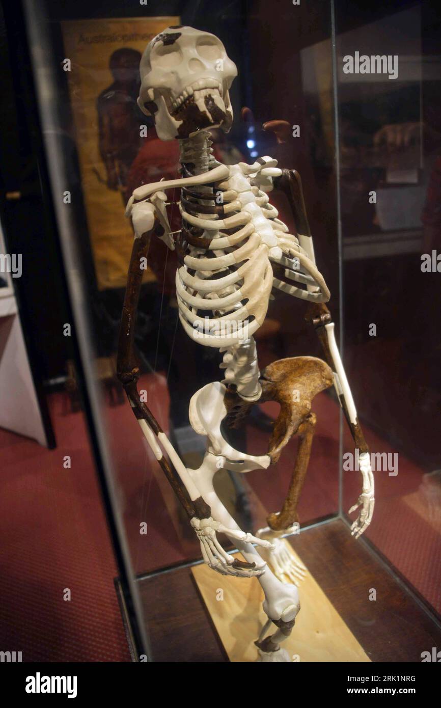 Bildnummer: 52967423  Datum: 09.04.2009  Copyright: imago/Xinhua Nachbildung des Lucy Skelettes (Australopithecus afarensis) im Äthiopischen Nationalmuseum in Addis Abeba - PUBLICATIONxNOTxINxCHN, Objekte , premiumd; 2009, Addis Abeba, Äthiopien, Skelett, Museum, Exponat, Vitrine; , hoch, Kbdig, Einzelbild,  ,  , Afrika    Bildnummer 52967423 Date 09 04 2009 Copyright Imago XINHUA After education the Lucy Skelettes Australopithecus afarensis in Ethiopian National Museum in Addis Ababa PUBLICATIONxNOTxINxCHN Objects premiumd 2009 Addis Ababa Ethiopia Skeleton Museum Exhibit Showcase vertical Kb Stock Photo