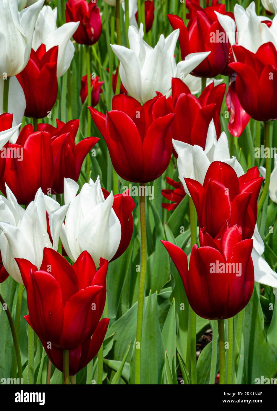 Red, white, tulip, bed, entrance, visitor, center, local, arboretum