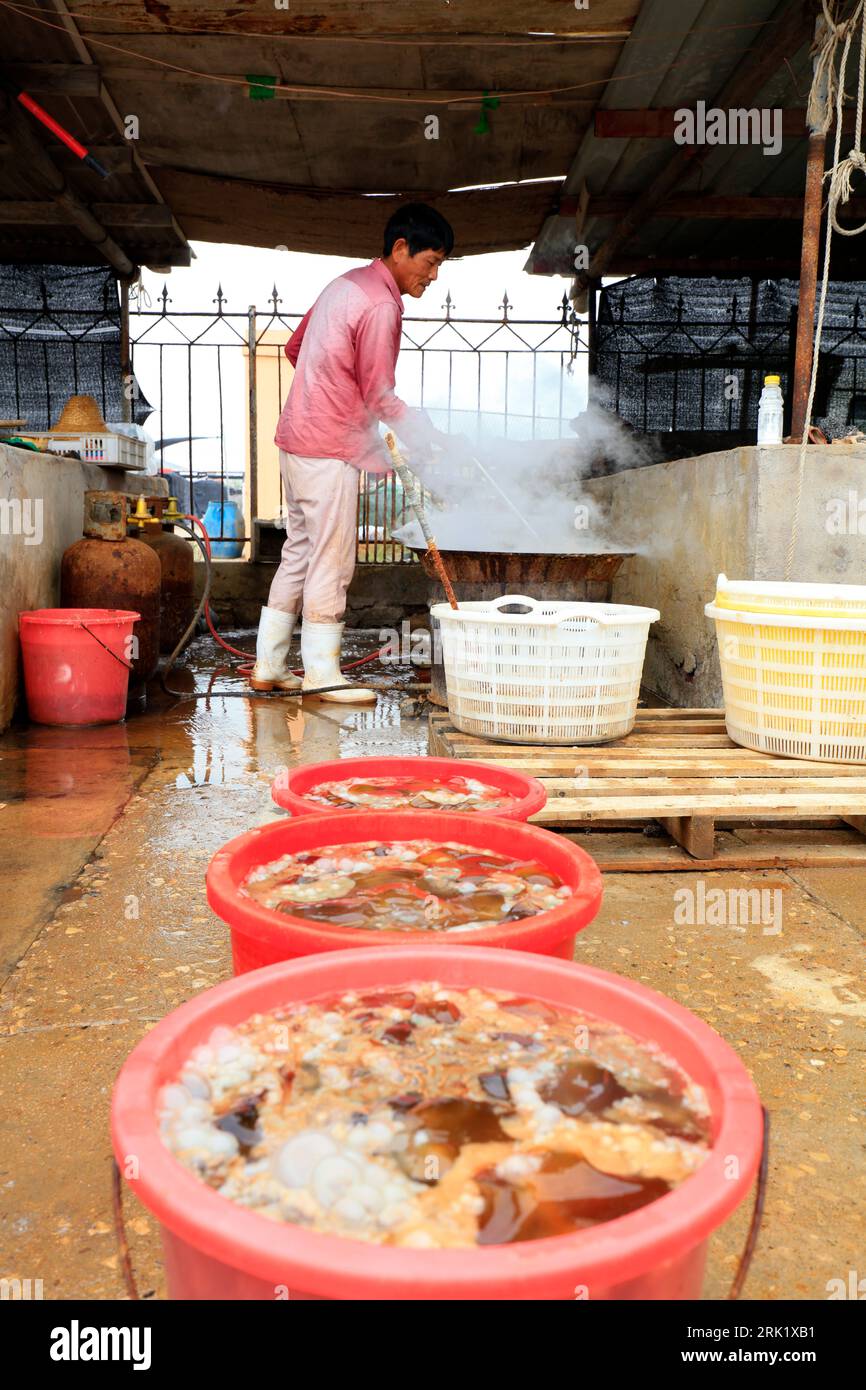 LUANNAN COUNTY, China - September 20, 2018: Workers are processing jellyfish in a food processing plant, LUANNAN COUNTY, Hebei Province, China Stock Photo
