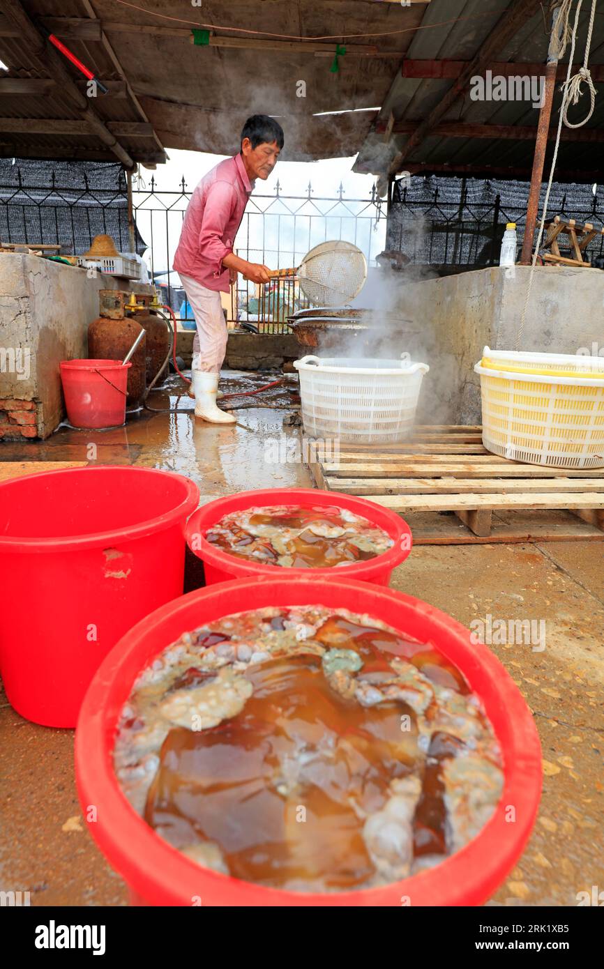 LUANNAN COUNTY, China - September 20, 2018: Workers are processing jellyfish in a food processing plant, LUANNAN COUNTY, Hebei Province, China Stock Photo