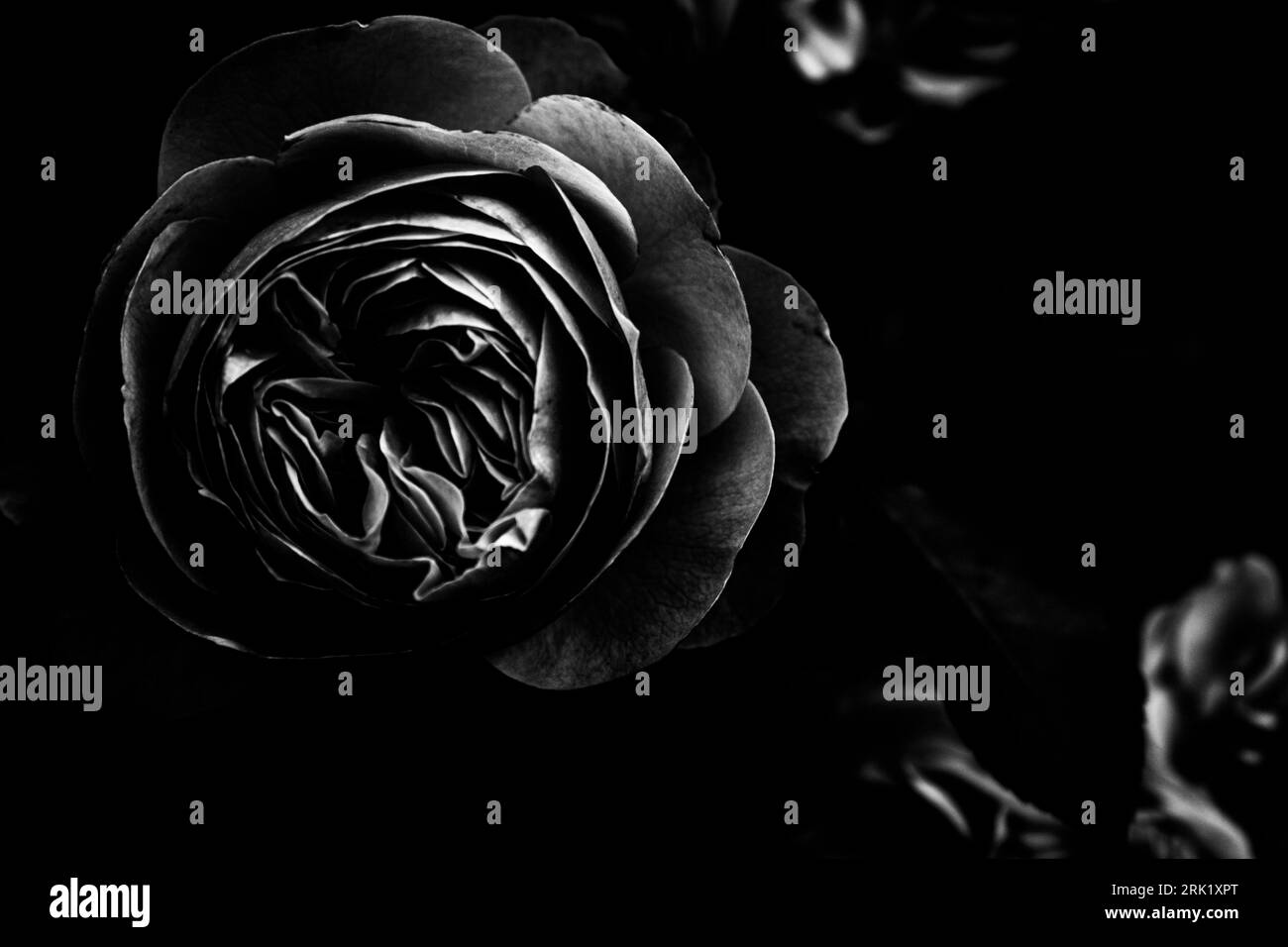 Black and white rose. Bloom, close up Stock Photo Alamy