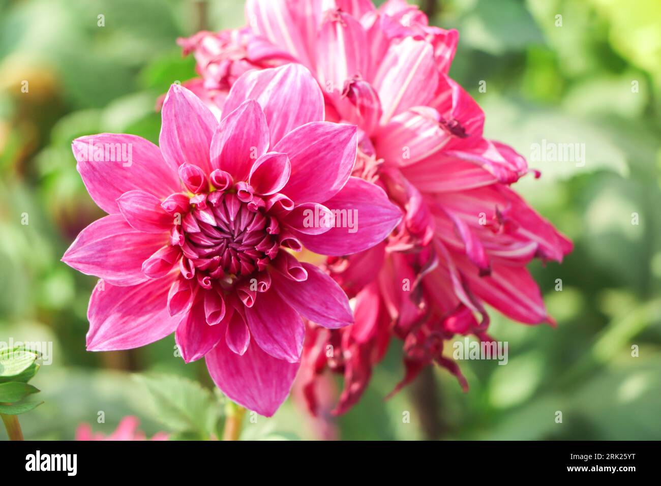 Horizontal image pink dahlia hi-res stock photography and images - Alamy