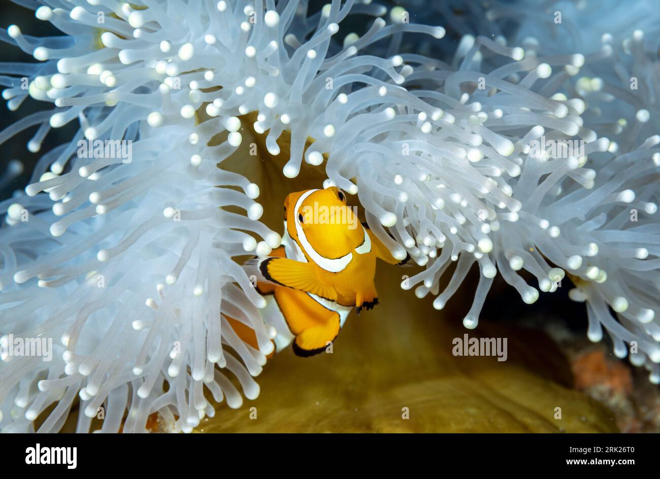 False clown anemonefish, Amphiprion ocellaris, in a magnificient sea anemone, Heteractis magnifica, Raja Ampat Indonesia Stock Photo