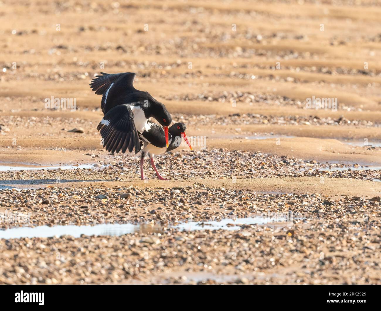 A pair of pied oyster catchers during breading season in Australia. Stock Photo