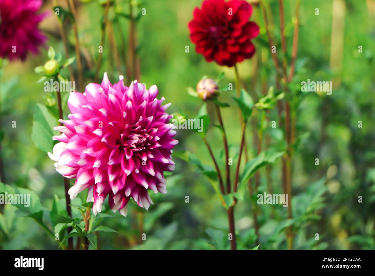 Dahlia 'Cafe Au Lait Royal' in flower Stock Photo Alamy