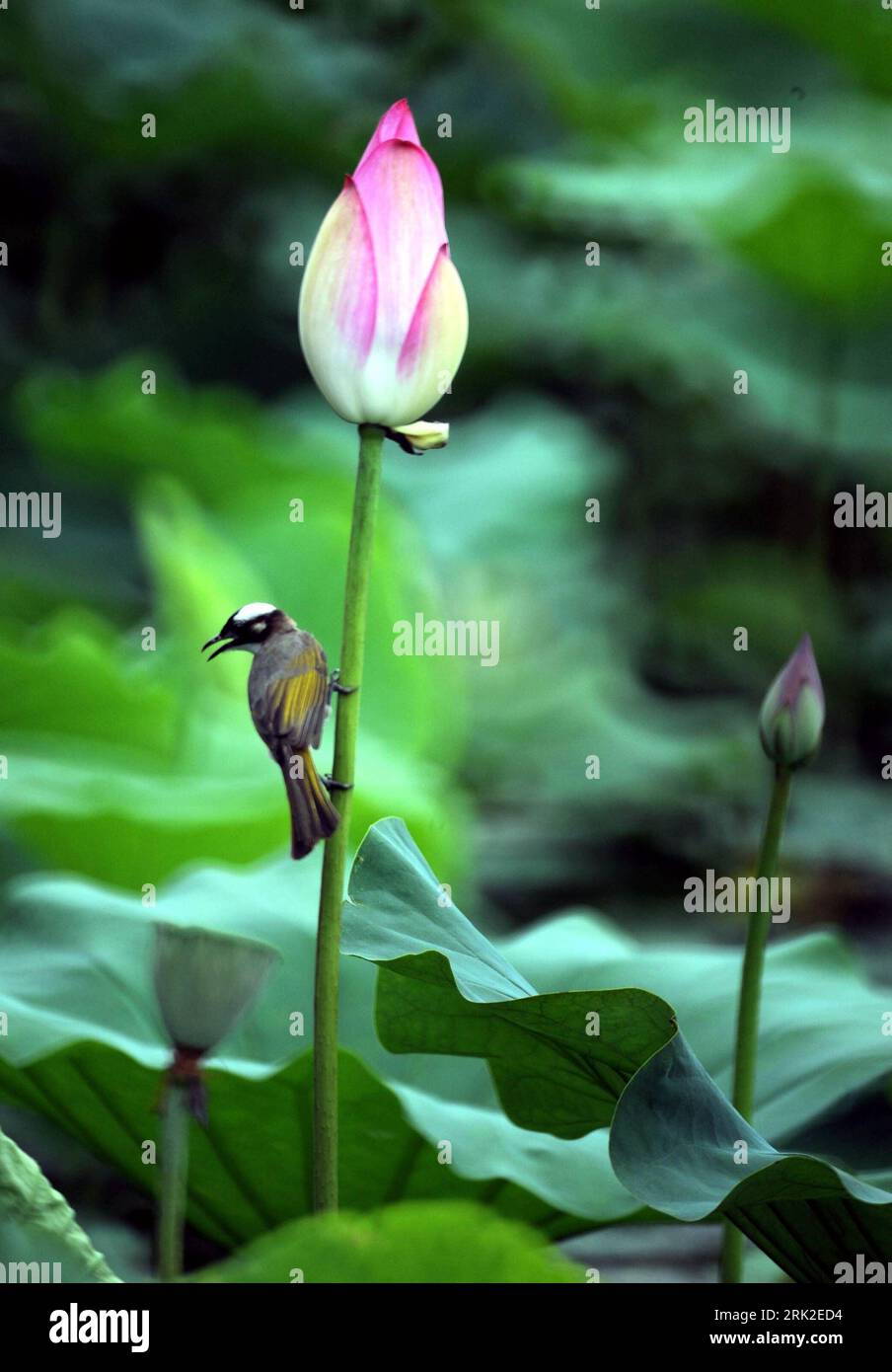 Lotus teich foto hires stock photography and images Alamy