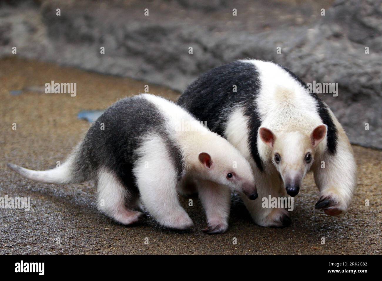 Walking tamandua hires stock photography and images Alamy