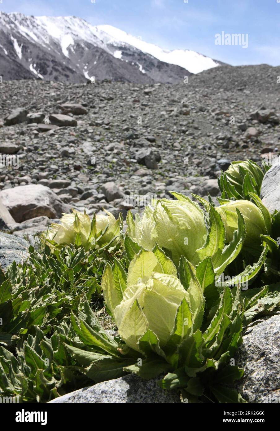 Bildnummer: 53187309  Datum: 05.07.2009  Copyright: imago/Xinhua (090705) -- HAMI, July 5, 2009 (Xinhua) -- Snow lotus are seen at the Snow Lotus Reserve, the altitude of which is over 4,000 meters, in Yiwu County of Hami City, northwest China s Xinjiang Uygur Autonomous Region, July 4, 2009. Measures were taken to protect the rare snow lotus (Saussurea involucrata) in the region.  (Xinhua/Zhu Zhenghua) (ly) #(2)CHINA-HAMI-SNOW LOTUS (CN)  PUBLICATIONxNOTxINxCHN  kbdig xkg  2009 hoch o0 Schneelotus    Bildnummer 53187309 Date 05 07 2009 Copyright Imago XINHUA  Hami July 5 2009 XINHUA Snow Lotu Stock Photo