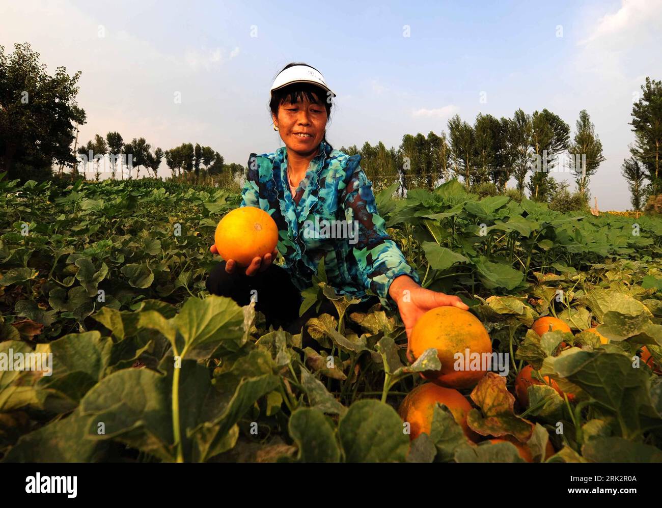 Bildnummer: 53235424  Datum: 01.08.2009  Copyright: imago/Xinhua (090801) -- DENGKOU, Aug. 1, 2009 (Xinhua) -- A farmer picks honeydew melons in Bayan Gol of Dengkou County in north China s Inner Mongolia Autonomous Region, July 31, 2009. Large amount of honeydew melons and watermelons from Inner Mongolia have come to the market in China. (Xinhua/Ren Junchuan) (hdt) (1)CHINA-INNER MONGOLIA-HONEYDEW MELON (CN)  PUBLICATIONxNOTxINxCHN  Honigmelone Honigmelonen Melone Melonen Mongolei kbdig xsk  2009 quer     Image number 53235424 Date 01 08 2009 Copyright Imago XINHUA 090801 Dengkou Aug 1 2009 X Stock Photo
