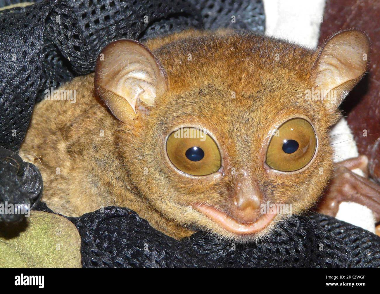 Bildnummer: 53256038  Datum: 08.08.2009  Copyright: imago/Xinhua (090811) -- KINABATANGAN, Aug. 11, 2009 (Xinhua) -- A male tarsier is seen at a research center of wild animals in Kinabatangan of Sabah State, east Malaysia, Aug. 8, 2009. Tarsiers, which are 85 to 160 millimeters long and weigh 80 to 165 grams, are one of the smallest and rarest primates in the world. (Xinhua) (gj) (2)MALAYSIA-KINABATANGAN-TARSIER  PUBLICATIONxNOTxINxCHN  premiumd Tiere Tarsier Affe kbdig xdp  2009 quer  Koboldmaki    Bildnummer 53256038 Date 08 08 2009 Copyright Imago XINHUA  Kinabatangan Aug 11 2009 XINHUA a Stock Photo