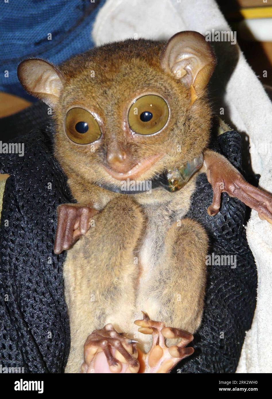Bildnummer: 53256037  Datum: 08.08.2009  Copyright: imago/Xinhua (090811) -- KINABATANGAN, Aug. 11, 2009 (Xinhua) -- A male tarsier is seen at a research center of wild animals in Kinabatangan of Sabah State, east Malaysia, Aug. 8, 2009. Tarsiers, which are 85 to 160 millimeters long and weigh 80 to 165 grams, are one of the smallest and rarest primates in the world. (Xinhua) (gj) (1)MALAYSIA-KINABATANGAN-TARSIER  PUBLICATIONxNOTxINxCHN  premiumd Tiere Tarsier Affe kbdig xdp  2009 hoch  Koboldmaki    Bildnummer 53256037 Date 08 08 2009 Copyright Imago XINHUA  Kinabatangan Aug 11 2009 XINHUA a Stock Photo