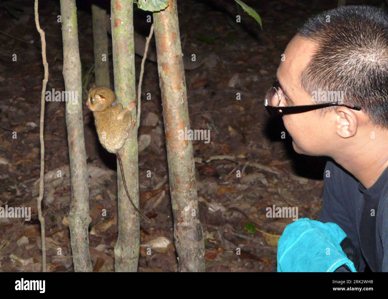Bildnummer: 53256039  Datum: 08.08.2009  Copyright: imago/Xinhua (090811) -- KINABATANGAN, Aug. 11, 2009 (Xinhua) -- A researcher frees a male tarsier back to the forest after setting a tracing equipment on it in Kinabatangan of Sabah State, east Malaysia, Aug. 8, 2009. Tarsiers, which are 85 to 160 millimeters long and weigh 80 to 165 grams, are one of the smallest and rarest primates in the world. (Xinhua) (gj) (3)MALAYSIA-KINABATANGAN-TARSIER  PUBLICATIONxNOTxINxCHN  premiumd Tiere Tarsier Affe kbdig xdp  2009 quer  Koboldmaki    Bildnummer 53256039 Date 08 08 2009 Copyright Imago XINHUA  K Stock Photo