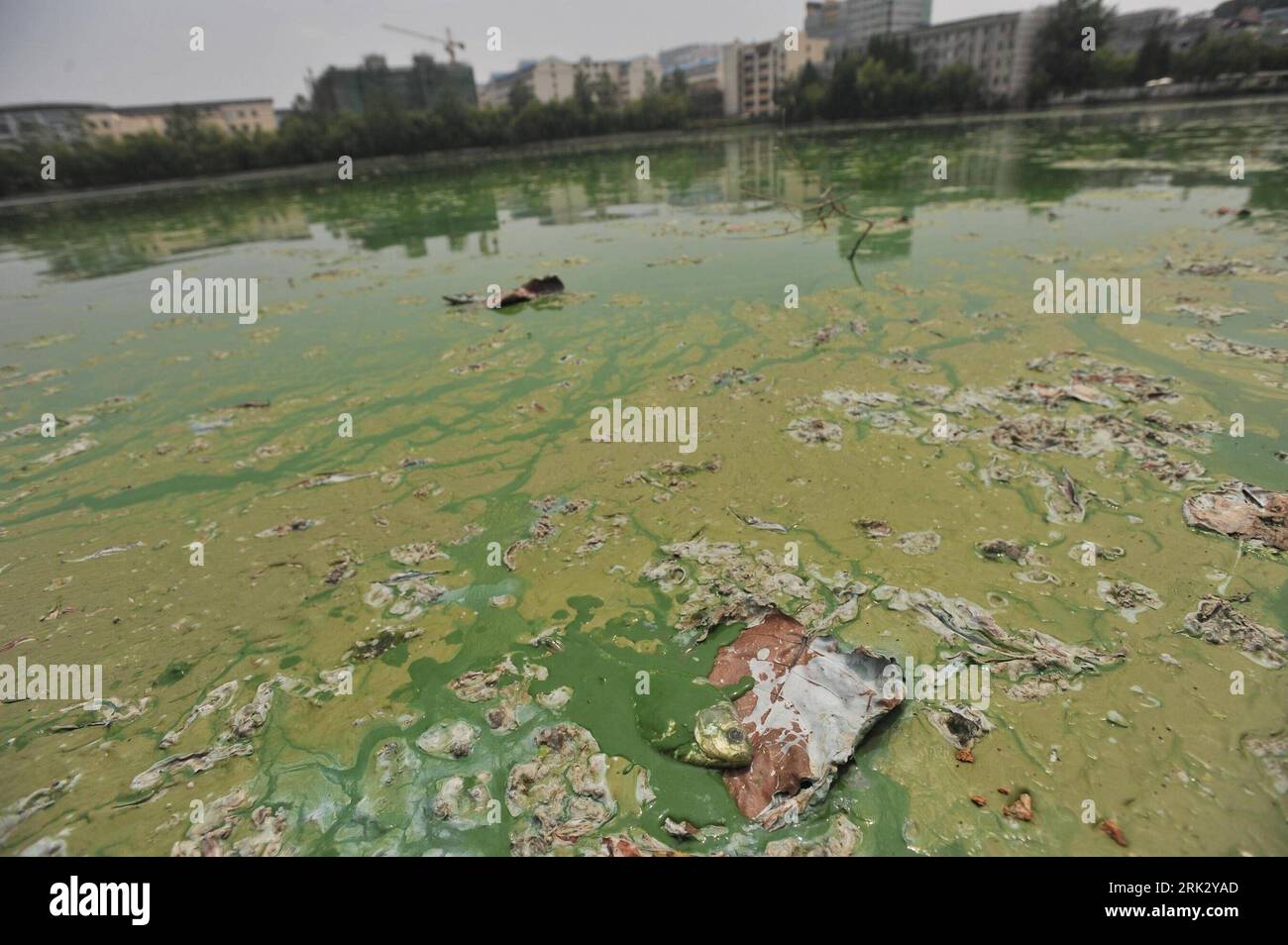 Bildnummer: 53268087  Datum: 17.08.2009  Copyright: imago/Xinhua (090817) -- WUHAN, Aug. 17, 2009 (Xinhua) -- The picture taken on Aug. 17, 2009 shows a lake polluted by cyanophyta algal in Wuhan, capital city of central China s Hubei Province. Local environment authority is monitoring the lake water to prevent the spread of pollution. (Xinhua) (xxh) (3)CHINA-WUHAN-POLLUTION (CN)  PUBLICATIONxNOTxINxCHN  Fotostory blaugrüne Algen Alge Algenblüte Verschmutzung Wasserverschmutzung Gewässer premiumd Highlight kbdig xsk  2009 quer o0 Wasser, Umwelt, Umweltverschmutzung, Fisch, tot    Bildnummer 53 Stock Photo