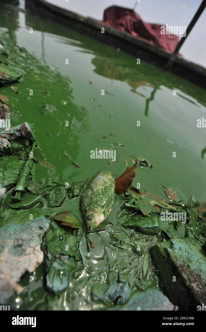 Bildnummer: 53268089  Datum: 17.08.2009  Copyright: imago/Xinhua (090817) -- WUHAN, Aug. 17, 2009 (Xinhua) -- The picture taken on Aug. 17, 2009 shows a lake polluted by cyanophyta algal in Wuhan, capital city of central China s Hubei Province. Local environment authority is monitoring the lake water to prevent the spread of pollution. (Xinhua) (xxh) (7)CHINA-WUHAN-POLLUTION (CN)  PUBLICATIONxNOTxINxCHN  Fotostory blaugrüne Algen Alge Algenblüte Verschmutzung Wasserverschmutzung Gewässer premiumd Highlight kbdig xsk  2009 hoch o0 Wasser, Umwelt, Umweltverschmutzung, Fisch, tot    Bildnummer 53 Stock Photo