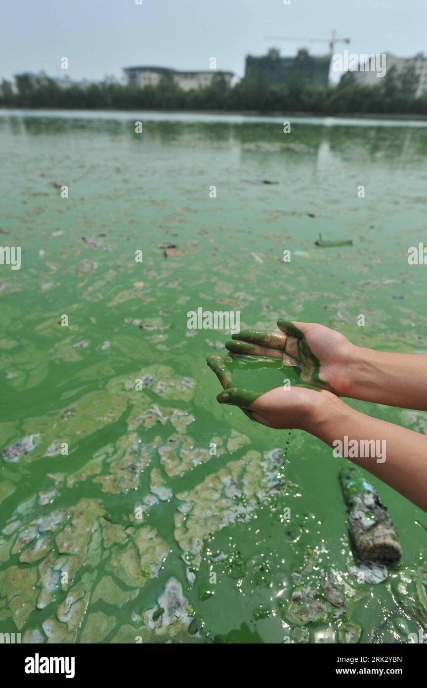 Bildnummer: 53268090  Datum: 17.08.2009  Copyright: imago/Xinhua (090817) -- WUHAN, Aug. 17, 2009 (Xinhua) -- An environment monitoring staff shows water of a lake polluted by cyanophyta algal in Wuhan, capital city of central China s Hubei Province, Aug. 17, 2009. Local environment authority is monitoring the lake water to prevent the spread of pollution. (Xinhua) (xxh) (6)CHINA-WUHAN-POLLUTION (CN)  PUBLICATIONxNOTxINxCHN  Fotostory blaugrüne Algen Alge Algenblüte Verschmutzung Wasserverschmutzung Gewässer premiumd Highlight kbdig xsk  2009 hoch o0 Wasser, Hand, Umwelt, Umweltverschmutzung Stock Photo