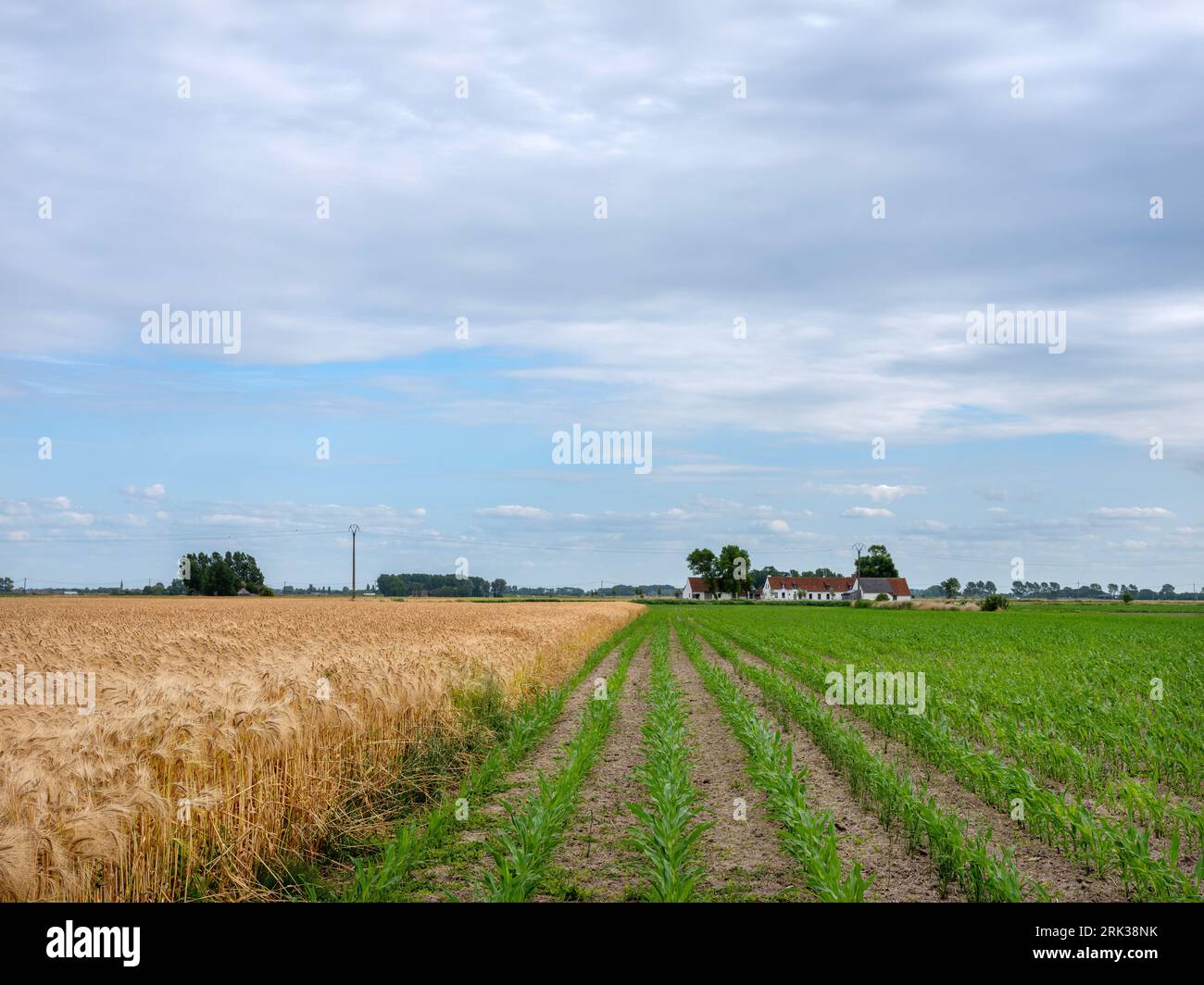 barley field and cornfield in west flanders near brugge and oostende Stock Photo
