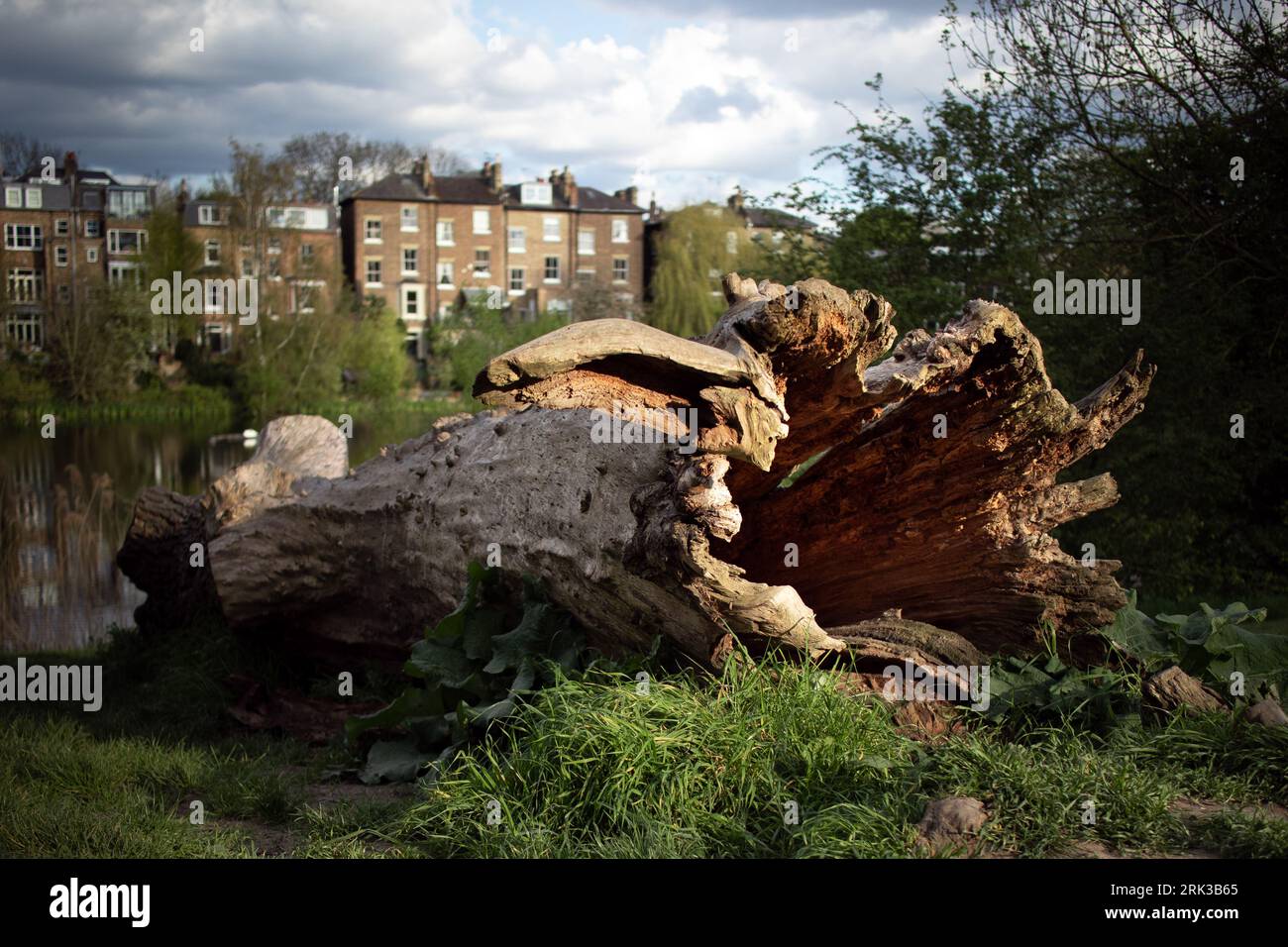 An old hollow log in a park Stock Photo