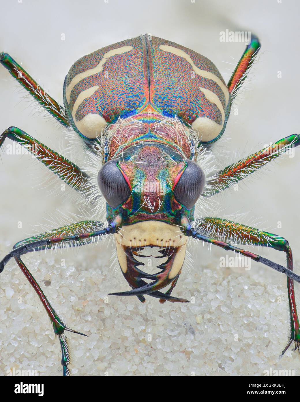 Full view of a brown tiger beetle with cream white spots on the elytra and dense white hairs, standing on sand (Dune Tiger Beetle, Cicindela hybrida) Stock Photo