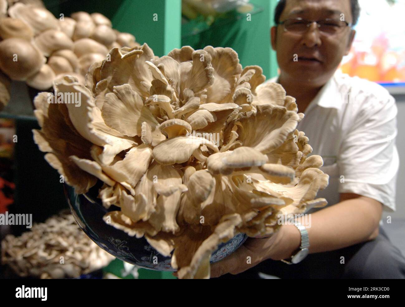 Bildnummer: 53433573  Datum: 26.09.2009  Copyright: imago/Xinhua (090926) -- LANGFANG (HEBEI), Sept. 26, 2009 (Xinhua) -- A staff member displays a mushroom during the 13th China Langfang Farm Products Fair in Langfang of north China s Hebei Province, Sept. 26, 2009. The three-day fair opened Saturday with over 1,000 participants around the country. (Xinhua/Gong Zhihong) (hdt) (3)CHINA-LANGFANG-FARM PRODUCTS-FAIR (CN) PUBLICATIONxNOTxINxCHN Landwirtschaft Wirtschaft Kbdig xdp 2009 quer o0 Messe Landwirtschaftsmesse    Bildnummer 53433573 Date 26 09 2009 Copyright Imago XINHUA  Lang Fang Hebei Stock Photo