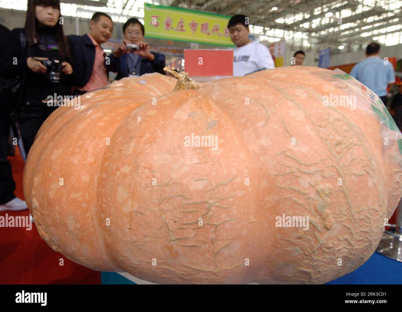 Bildnummer: 53433575  Datum: 26.09.2009  Copyright: imago/Xinhua (090926) -- LANGFANG (HEBEI), Sept. 26, 2009 (Xinhua) -- Visitors take photos of a big pumpkin which weighs about 248 kilograms during the 13th China Langfang Farm Products Fair in Langfang of north China s Hebei Province, Sept. 26, 2009. The three-day fair opened Saturday with over 1,000 participants around the country. (Xinhua/Gong Zhihong) (hdt) (1)CHINA-LANGFANG-FARM PRODUCTS-FAIR (CN) PUBLICATIONxNOTxINxCHN Landwirtschaft Wirtschaft Kbdig xdp 2009 quer o0 Messe Landwirtschaftsmesse Kürbis    Bildnummer 53433575 Date 26 09 20 Stock Photo