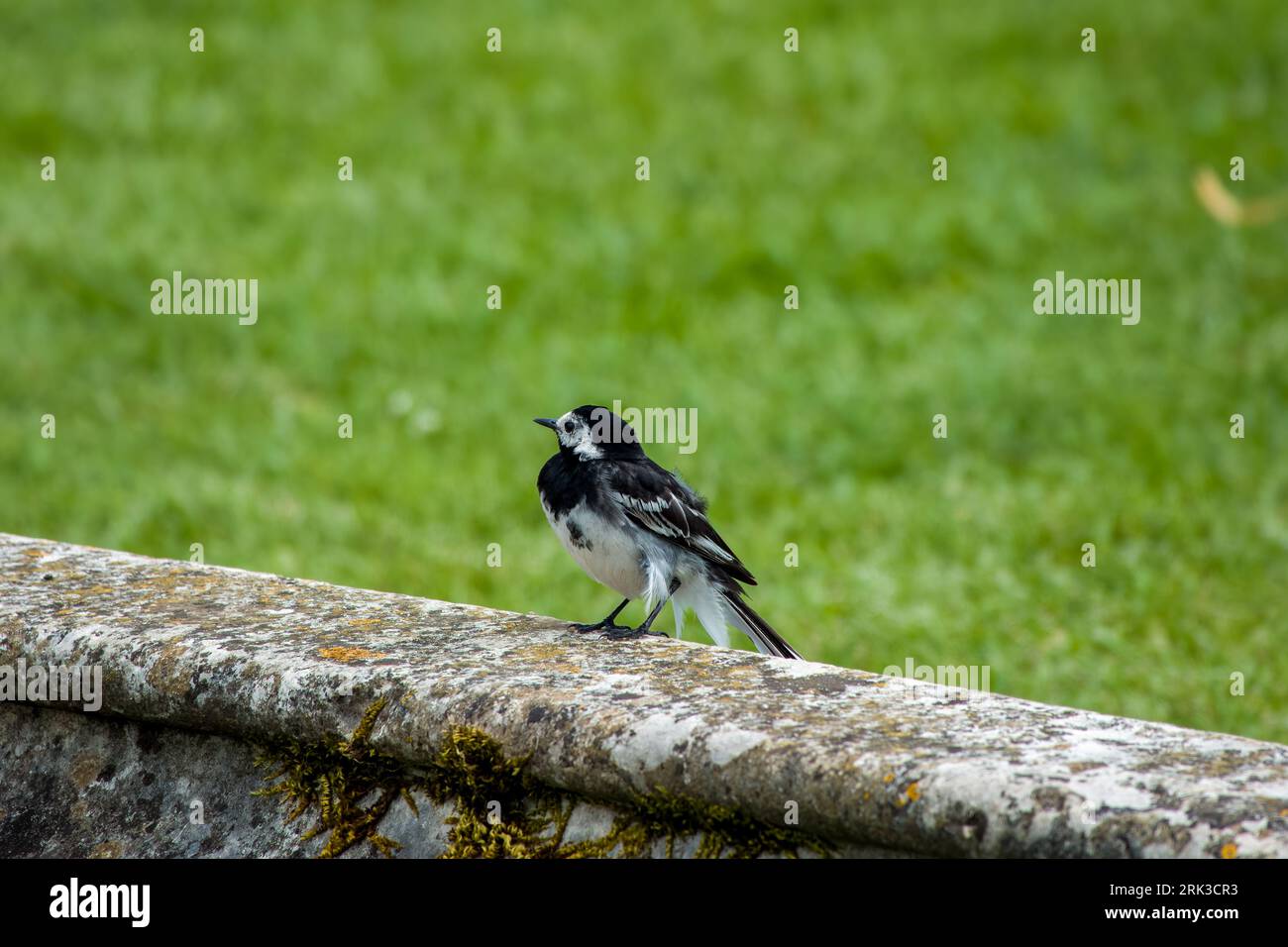 close up portrait of a pied wagtail Motacilla Alba perched on a wall with grass in the background Stock Photo