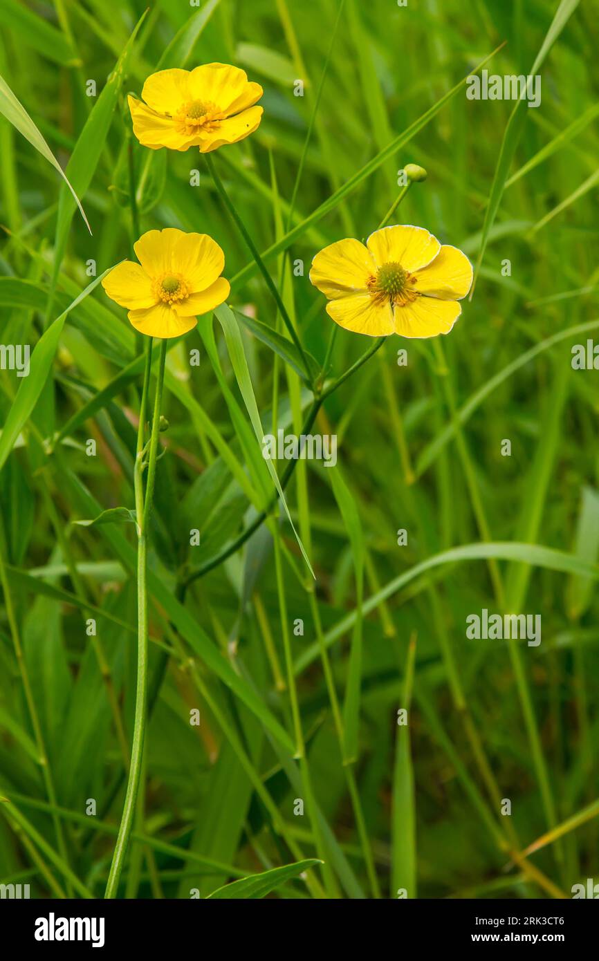 Helium. Water meadows around Lake Ilmen. Among the plants stand out: Great spearwort (Ranunculus lingua), Chee reed grass (Calamagrostis epigeios) Stock Photo