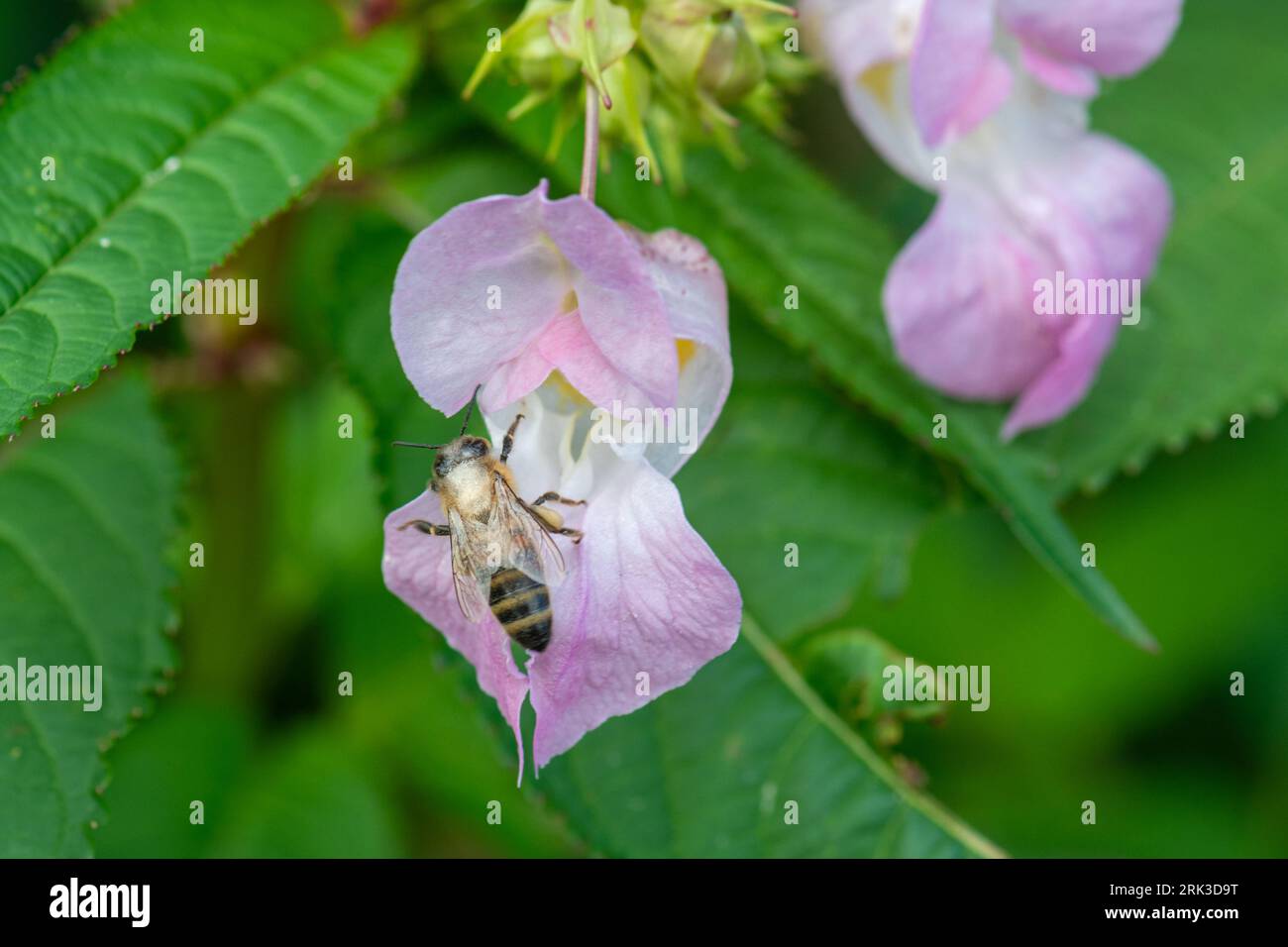 Himalayan balsam (Impatiens glandulifera), an introduced plant now a major invasive weed of riverbanks and ditches, Hampshire, England, UK Stock Photo