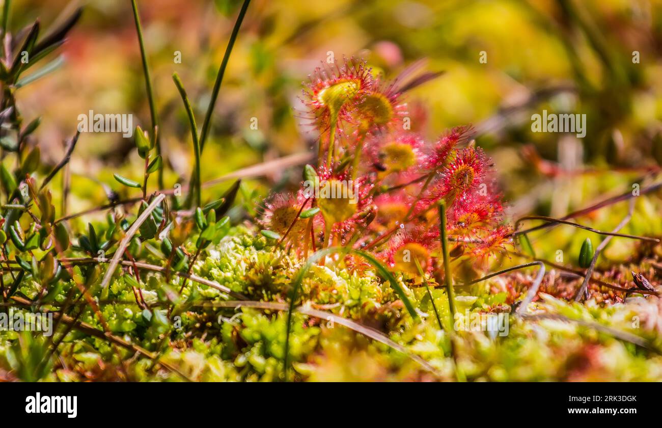 Limnodium. Plot of raised bog with sundew, cranberries, cotton grass, green mosses Stock Photo