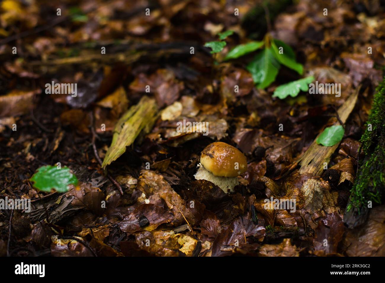 Noble mushroom hires stock photography and images Alamy
