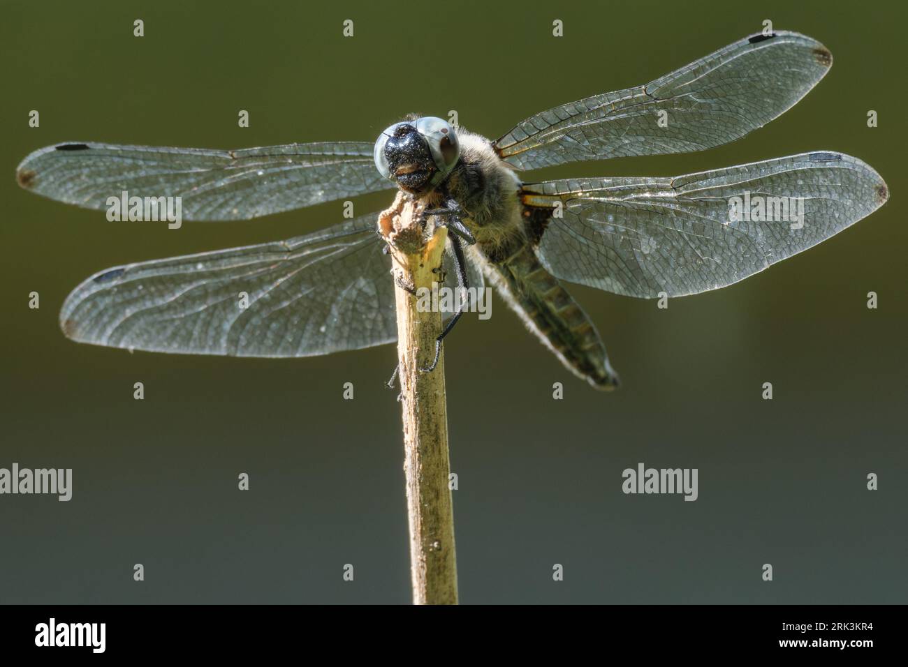 Dragonfly rests on the tip of a stick Stock Photo - Alamy