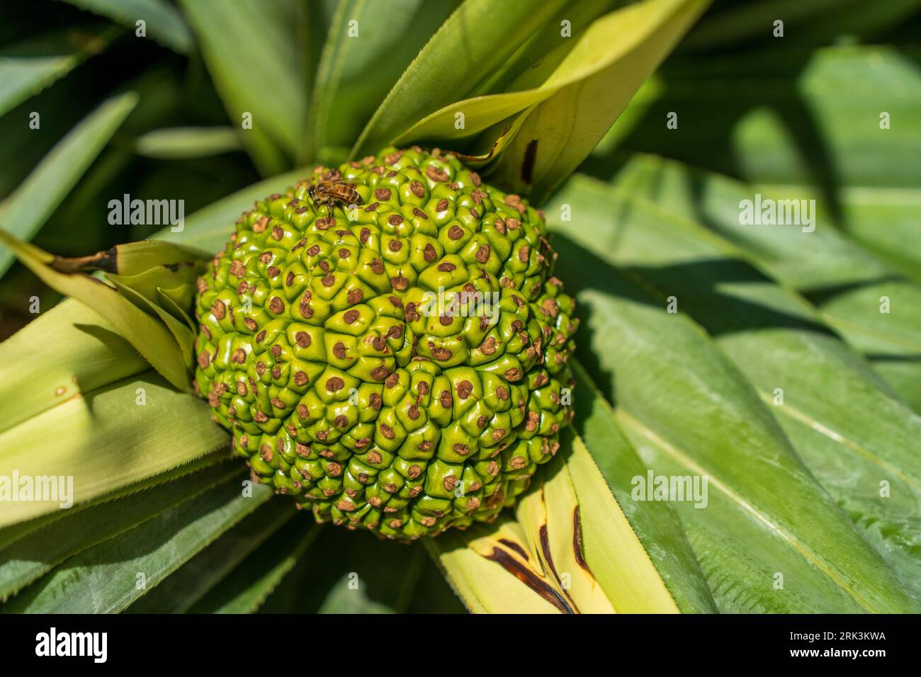 Fruit of the pandanus palm. Kings Park and Botanic Garden, Perth