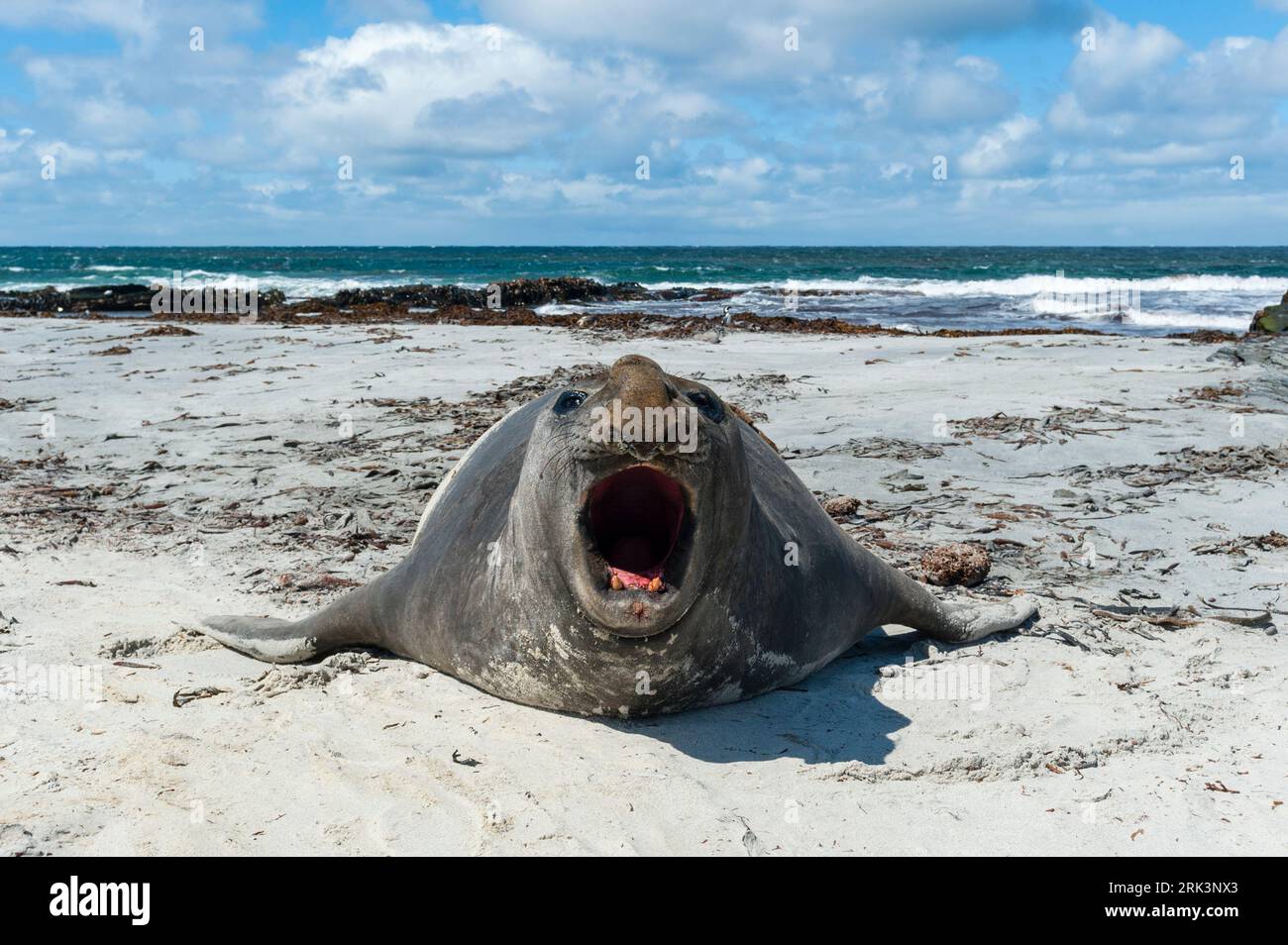 A southern elephant seal, Mirounga leonina, barking. Sea Lion Island